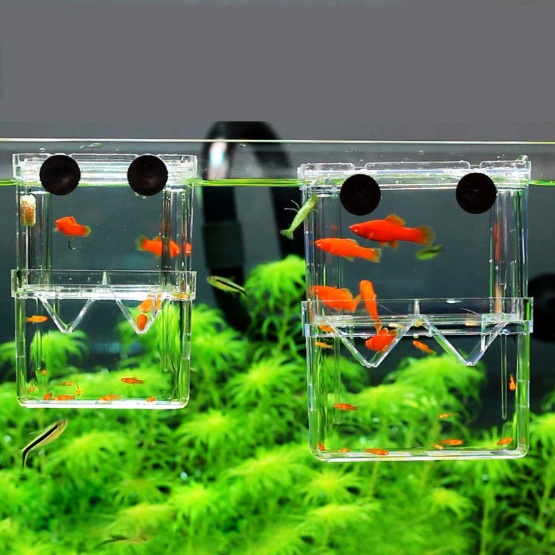 Betta Fish Tank - Kotak Isolasi Pembiakan Ikan Merak Kotak