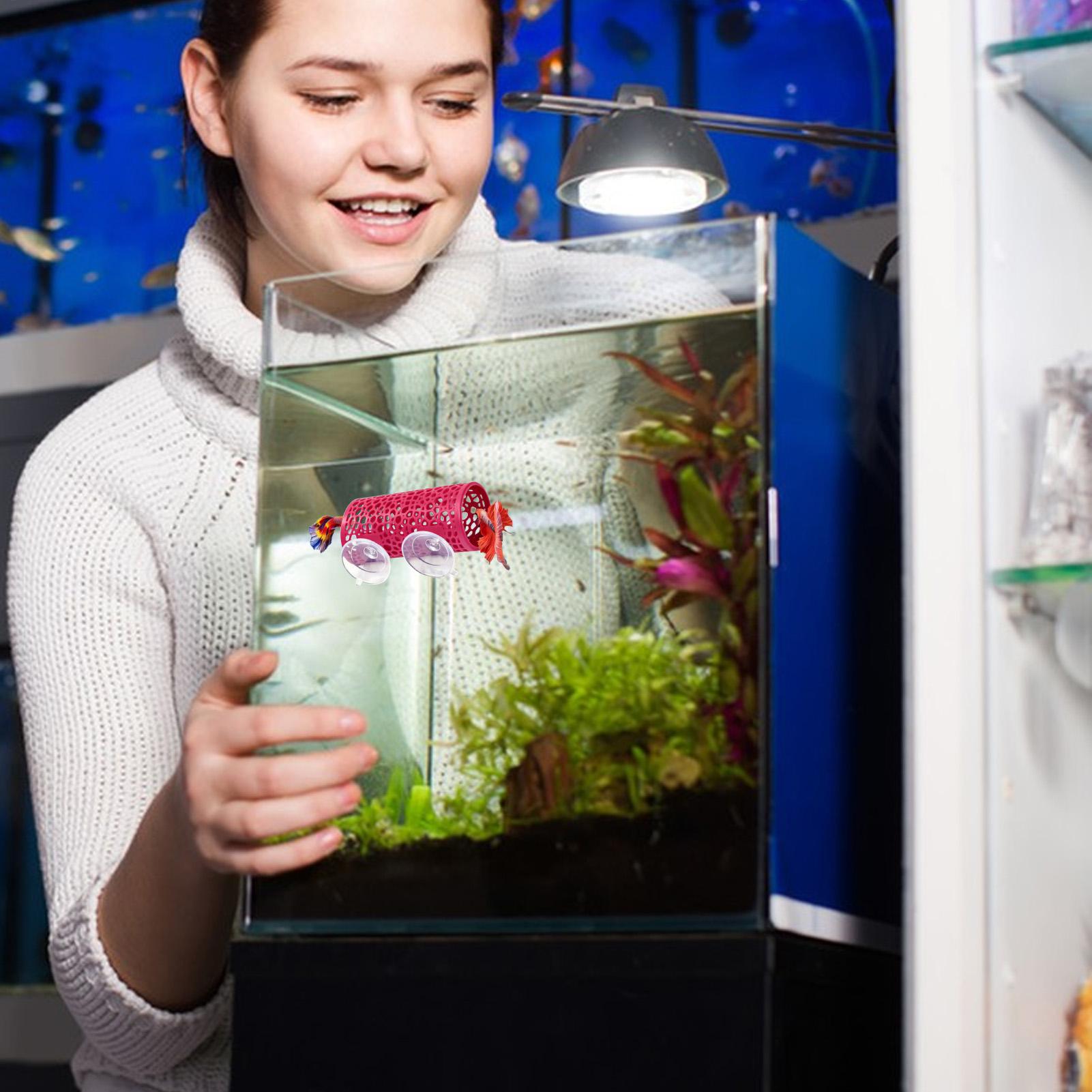 Tempat Persembunyian Ikan Bett - Betta Fish Tank ulasan dan harga