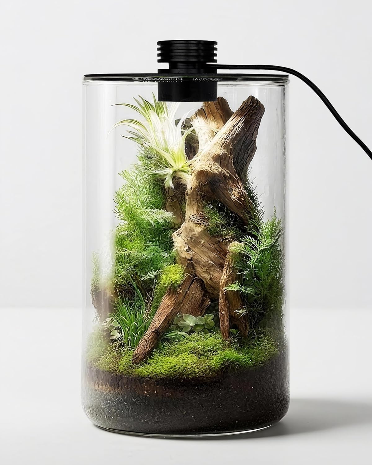 Terarium Kaca Dalam Ruangan de - Betta Fish Tank ulasan dan harga