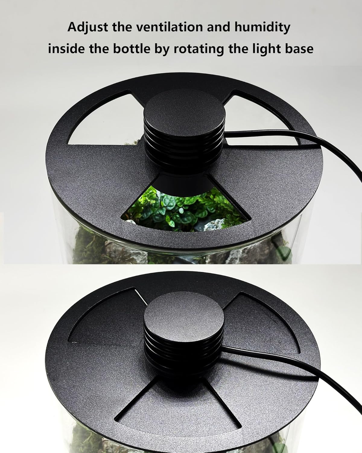 Terarium Kaca Dalam Ruangan de - Betta Fish Tank ulasan dan harga